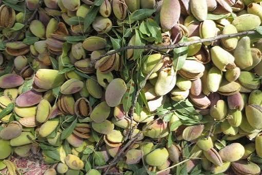 تصویر 1 از بادام شاهرودی مرغوب خرید به صرفه
